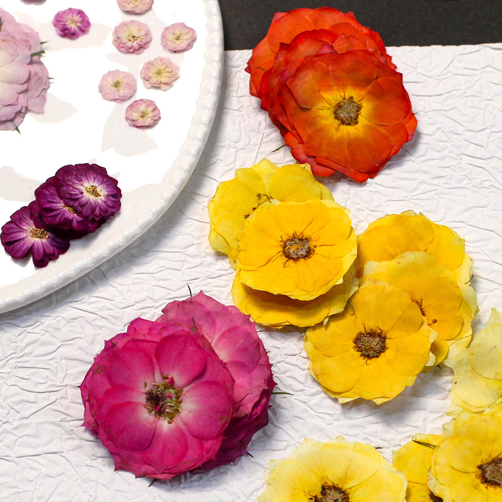 60 Rosas Reais Prensadas Amare - Resin Craft Ideas avaliação e preço