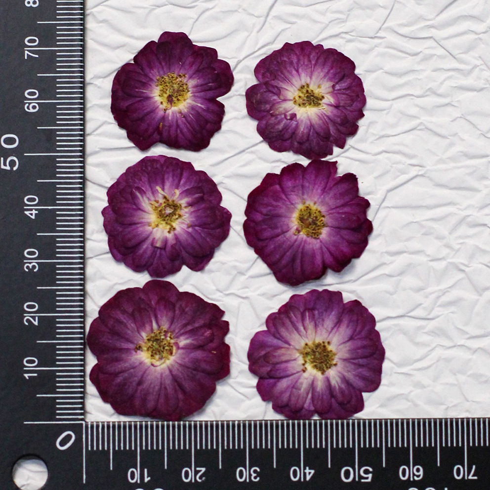 60 Rosas Reais Prensadas Amare - Resin Craft Ideas avaliação e preço
