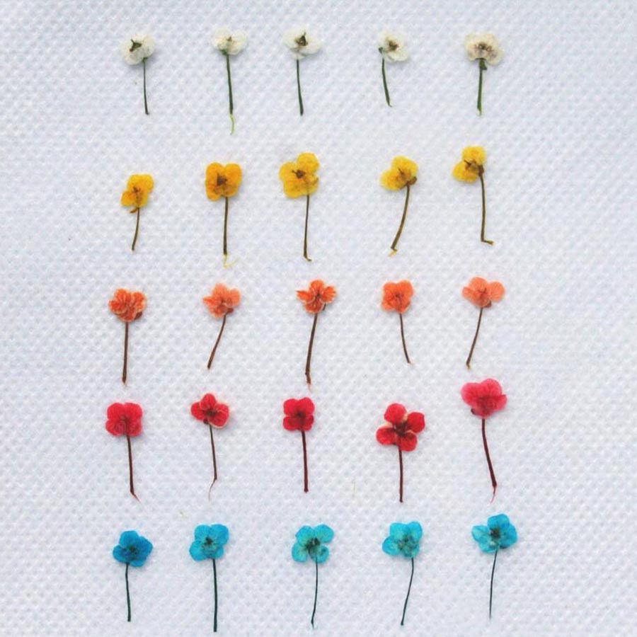60 unidades de flores secas em - Resin Craft Ideas avaliação e preço