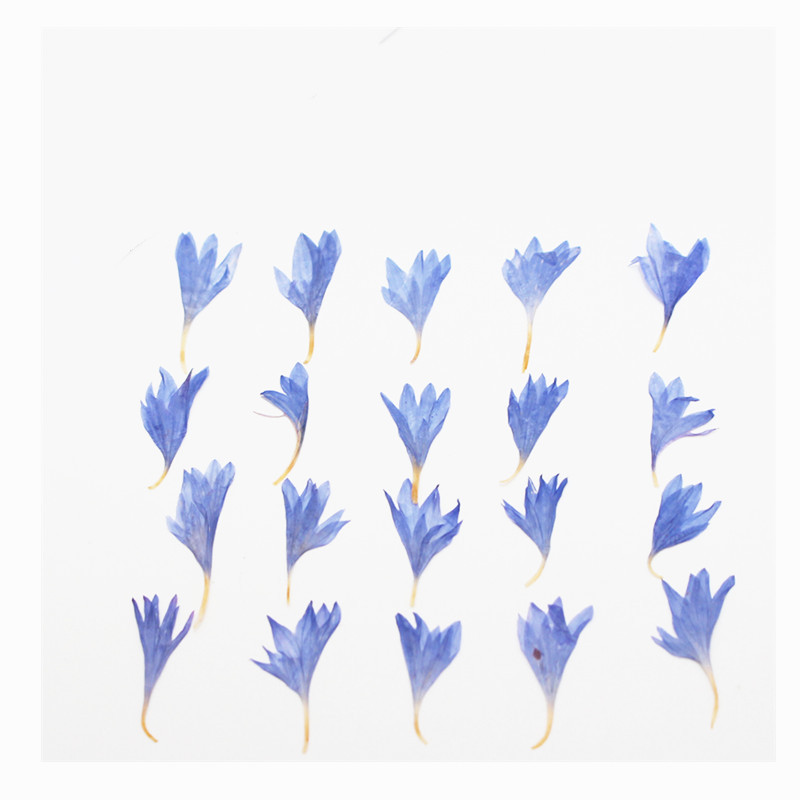 60 unidades de flores secas em - Resin Craft Ideas avaliação e preço